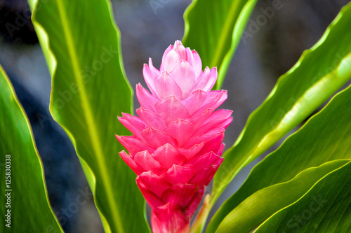 Red Ginger in Oahu