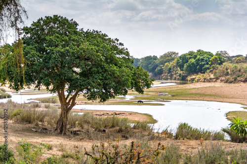 Landscape in Kruger National Park, South Africa