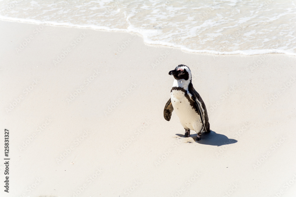 Fototapeta premium African Penguins in Simons Town, South Africa