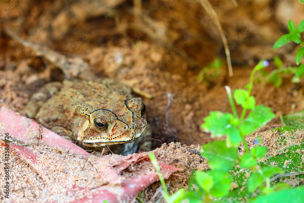 Fototapeta premium Toad hibernate.