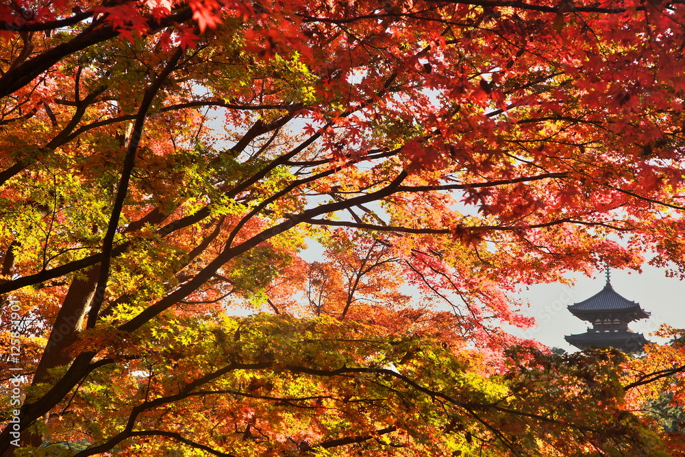 紅葉に包まれた三重塔 紅葉に包まれた三重塔