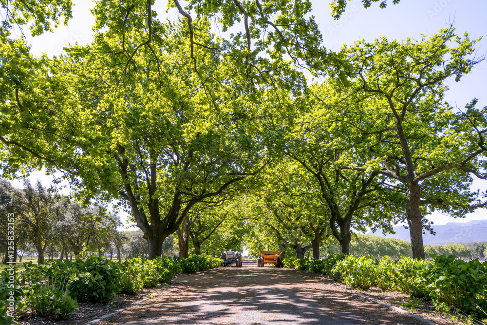 Stellenbosch wine region close to Cape Town, South Africa