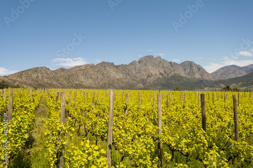 Stellenbosch wine region close to Cape Town, South Africa