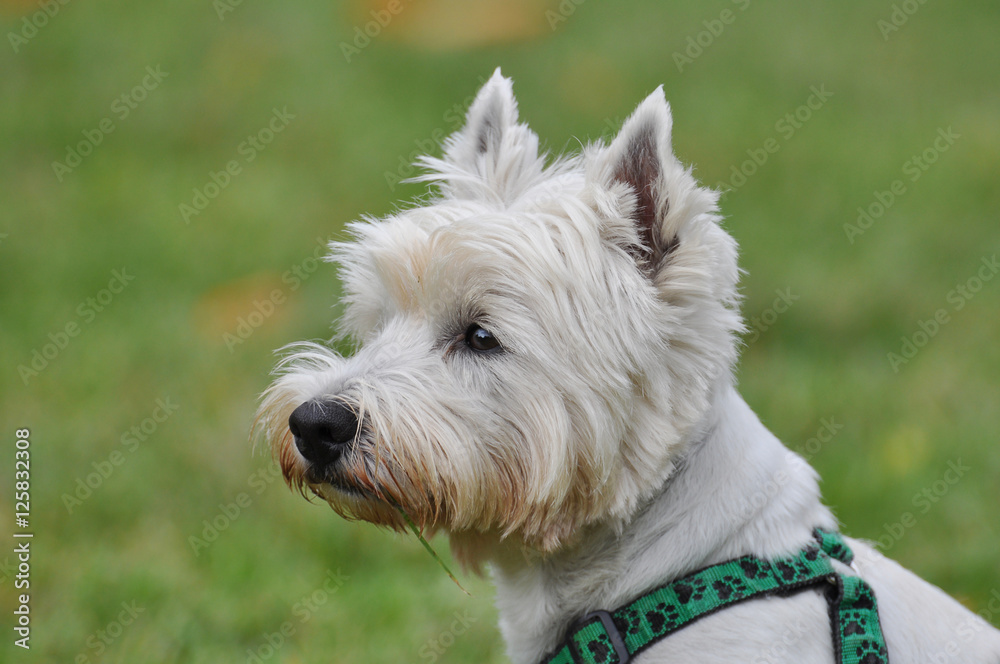 Westhighland white Terrier Profil Portrait Westhighland white Terrier Profil Portrait
