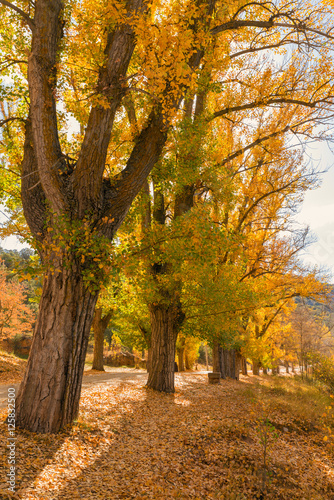 Autumn landscape