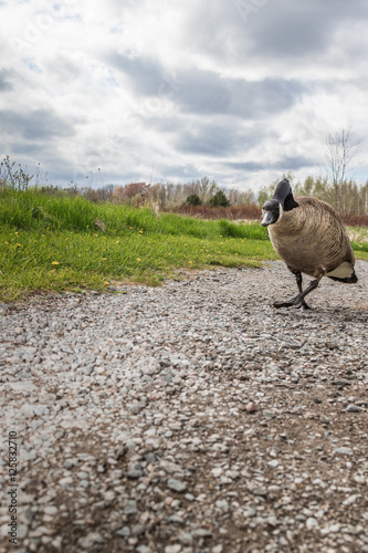 Angry Goose