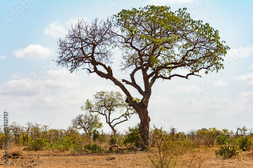 Landscape in Kruger National Park  South Africa