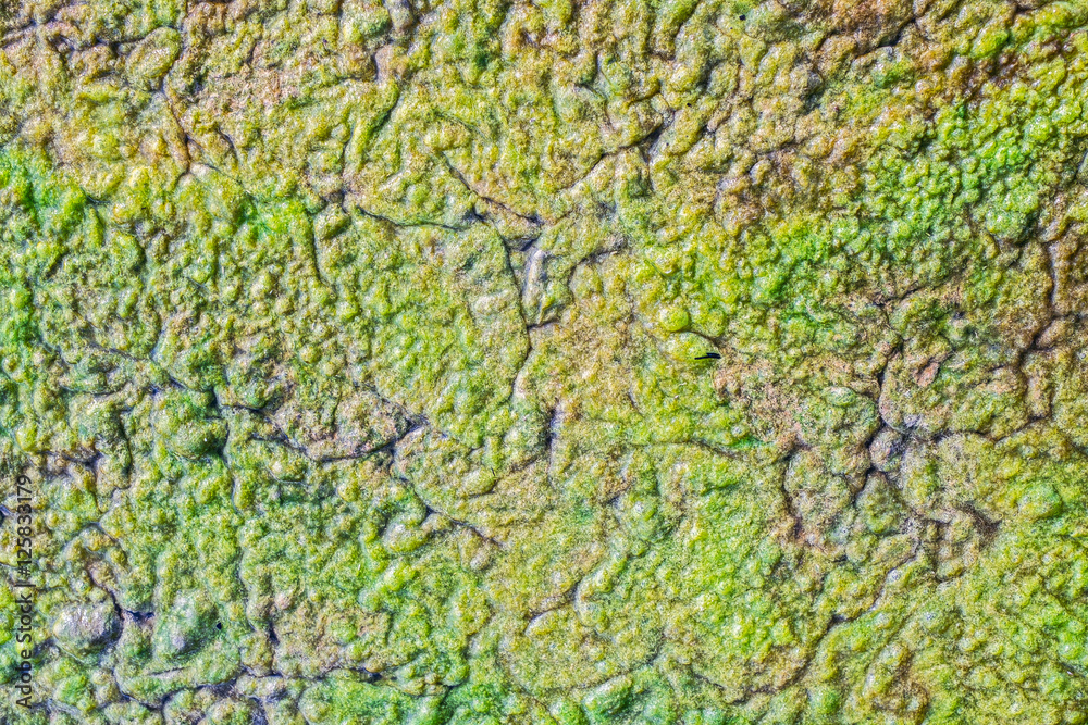 Swamp algae. Green algae patterns on the water Swamp algae. Green algae patterns on the water