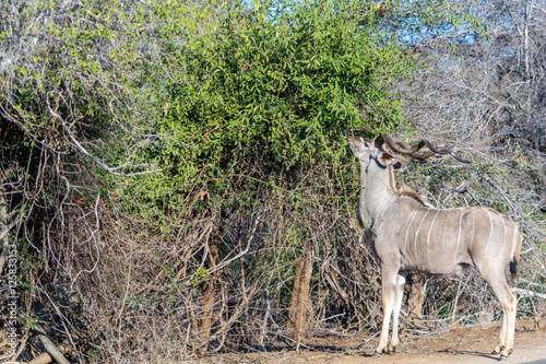 Kudu in Kruger National Park, South Africa photo