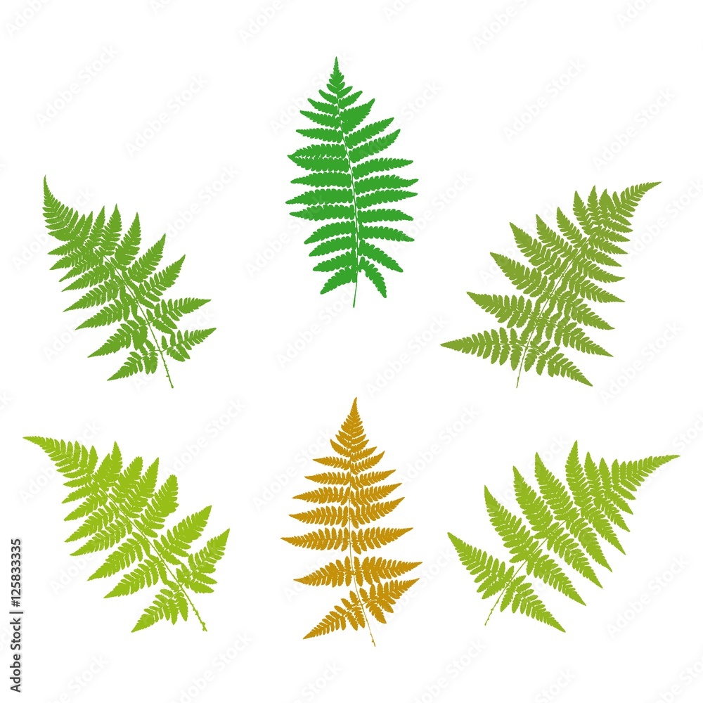 Set of fern  silhouettes. Vector.