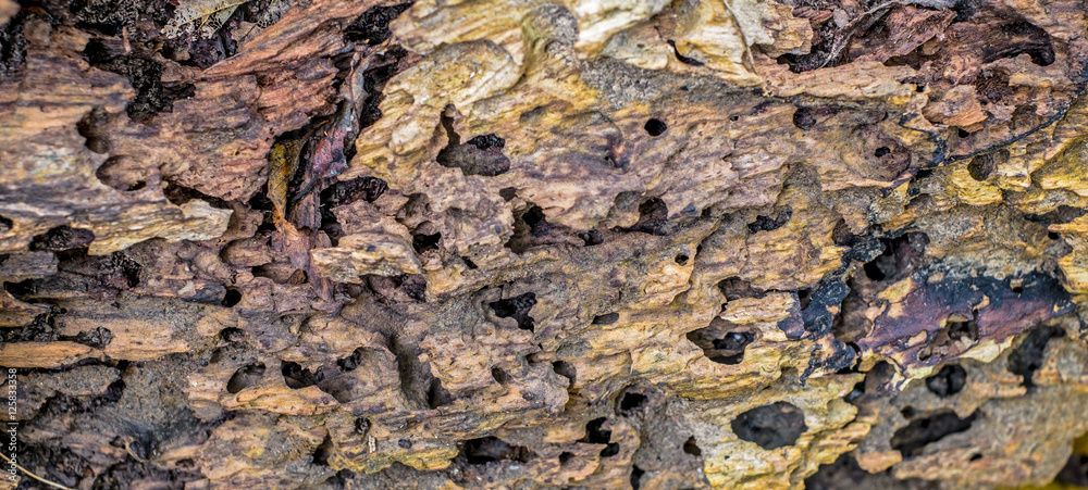 texture of traces of termites eat wood, closeup view. texture of traces of termites eat wood, closeup view.