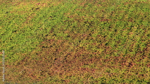 Autumn in the vineyards of Abruzzo