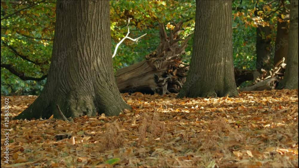 Pan of a Sweet Chestnut woodland (Castanea sativa) in autumn or fall Pan of a Sweet Chestnut woodland (Castanea sativa) in autumn or fall