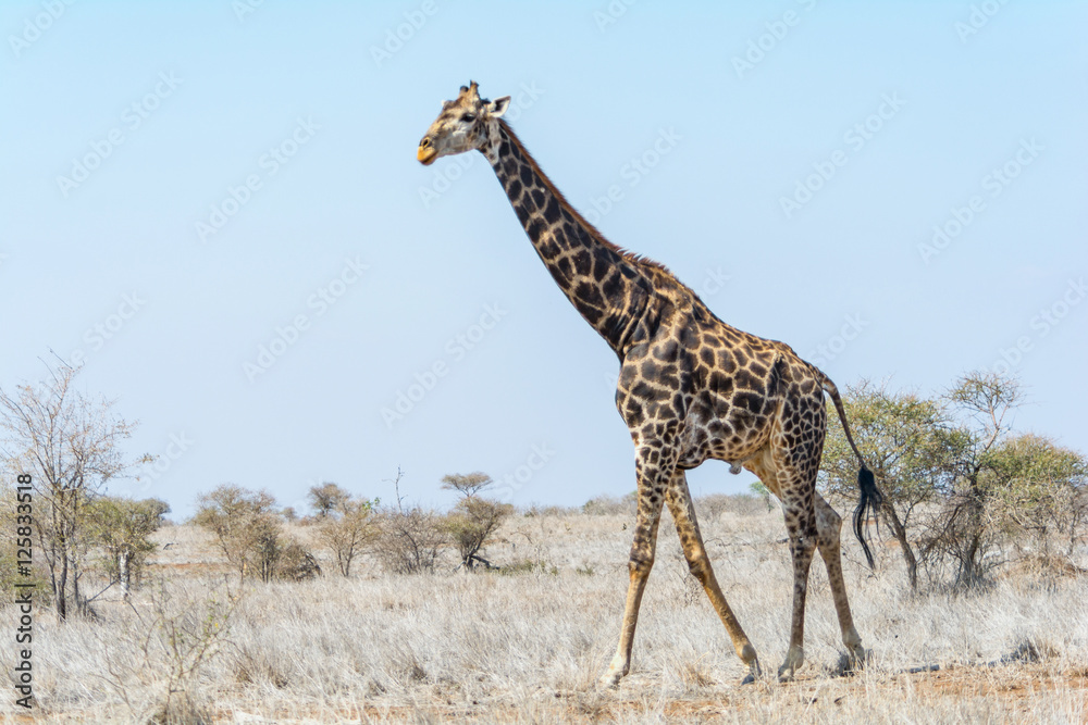Obraz premium Giraffes in Kruger National Park, South Africa