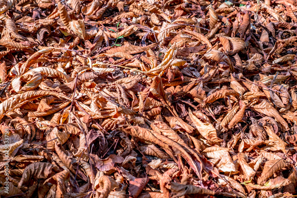 The surface of the ground in the park, completely covered with fallen leaves of chestnut brown color The surface of the ground in the park, completely covered with fallen leaves of chestnut brown color