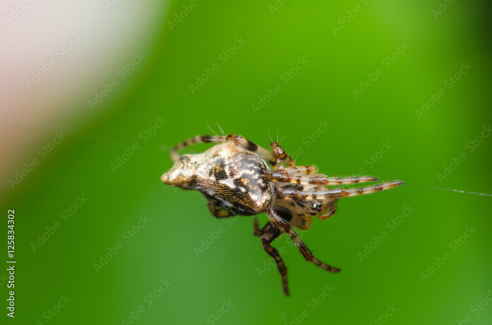 A jumping spider hanging on web with green background. A jumping spider hanging on web with green background.