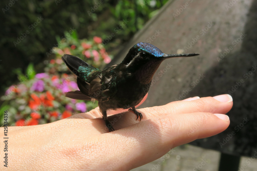 Naklejka premium Hummingbird Hand