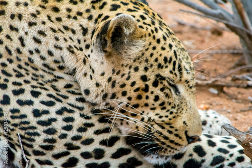 African Leopard in greater Kruger National Park, South Africa photo