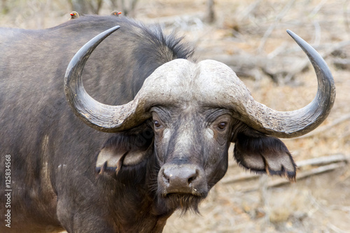 African Buffalo at Kruger National Park, South Africa