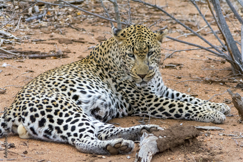 African Leopard in greater Kruger National Park, South Africa photo