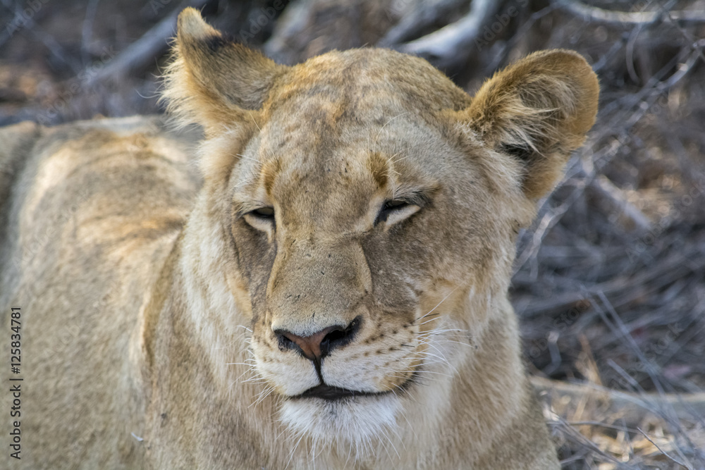 Pride of lions in Greater Kruger National Park, South Africa Pride of lions in Greater Kruger National Park, South Africa