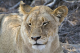 Pride of lions in Greater Kruger National Park, South Africa