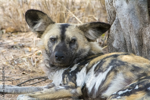 Wild Dogs in Greater Kruger National Park, South Africa
