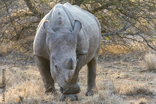 Rhinoceros in Greater Kruger National Park, South Africa