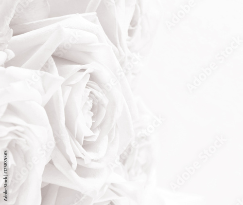 Beautiful white roses toned in sepia as wedding background. Soft
