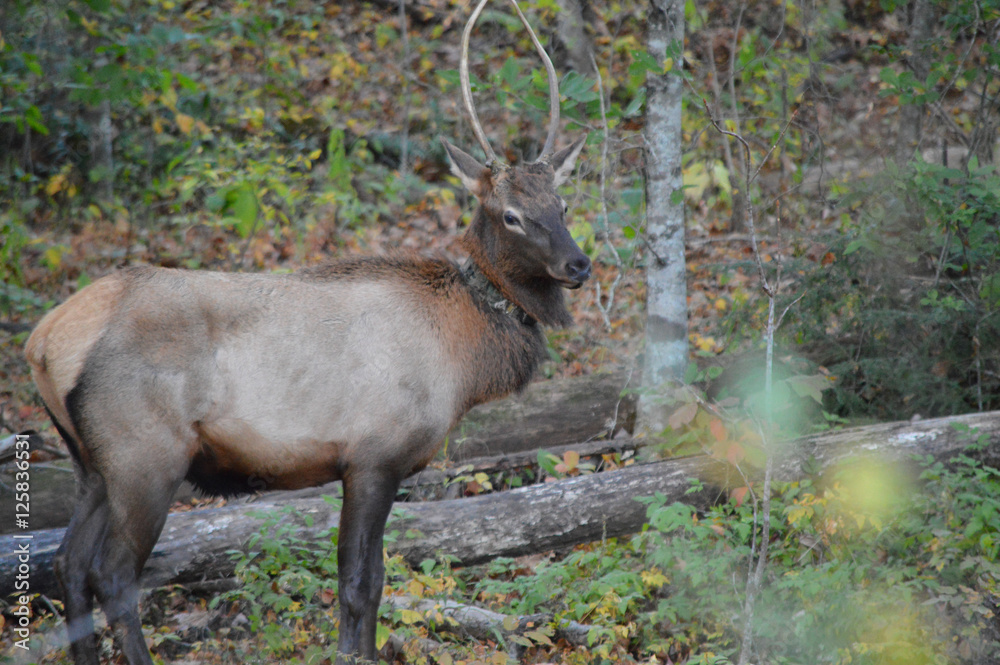 Wild elk with a Natural Park monitoring and tracking collar.