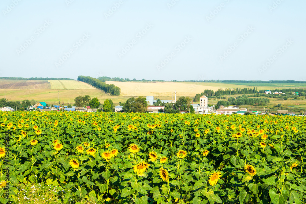 Big green field full of sunflowers