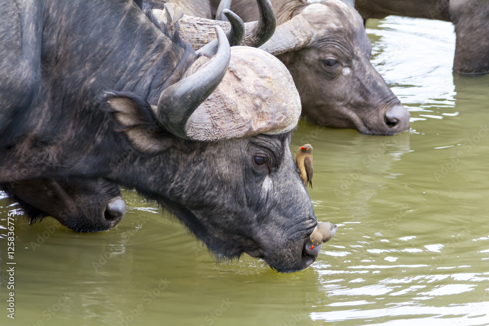 African Buffalo at Kruger National Park, South Africa African Buffalo at Kruger National Park, South Africa