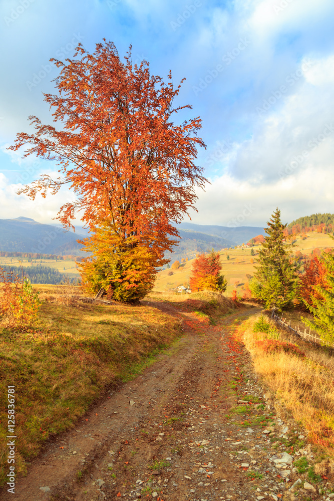 Fototapeta premium Morning in Carpathians mountain Transylvania