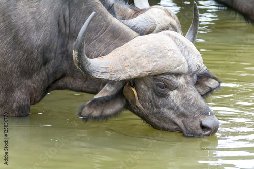 African Buffalo at Kruger National Park, South Africa © Benjamin