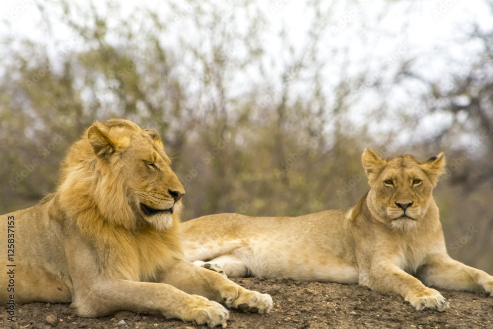 Pride of lions in Greater Krüger National Park, South Africa Pride of lions in Greater Krüger National Park, South Africa