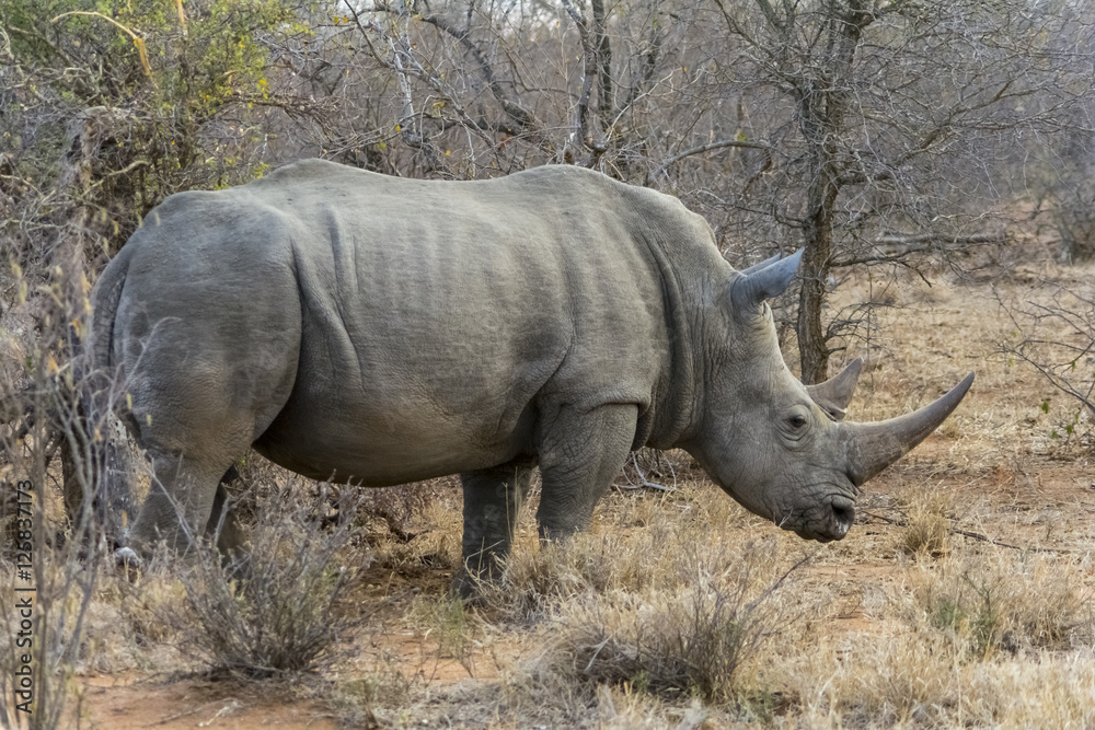 Fototapeta premium Rhinoceros in Greater Kruger National Park, South Africa