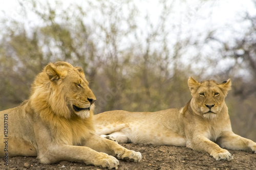 Fototapeta Naklejka Na Ścianę i Meble -  Pride of lions in Greater Krüger National Park, South Africa