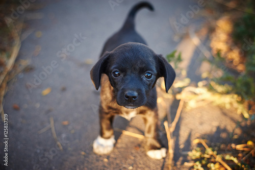 Beautiful black abandoned puppy © vdovychenkodenys