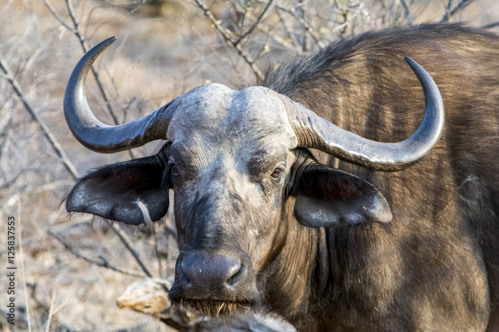 Naklejka premium African Buffalo at Kruger National Park, South Africa