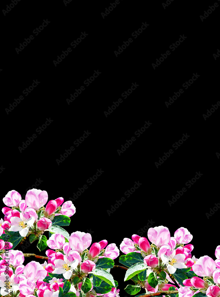 Flowering branch of apple isolated on a white background. Spring Flowering branch of apple isolated on a white background. Spring