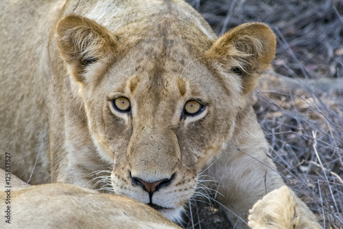 Pride of lions in Greater Kr  ger National Park  South Africa