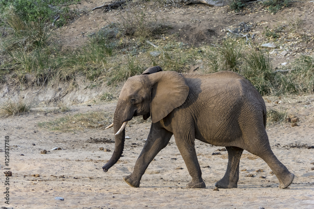 Fototapeta premium Elephant in Greater Kruger National Park, South Africa