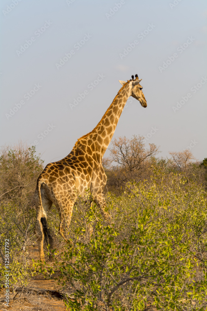 Obraz premium Giraffe in Greater Kruger National Park, South Africa