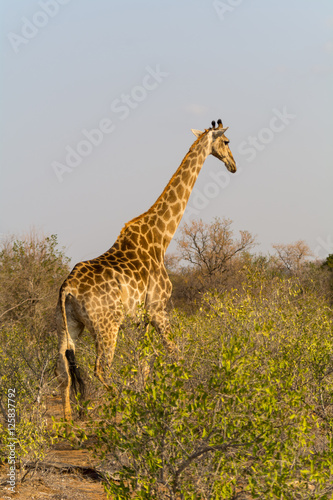Giraffe in Greater Kruger National Park, South Africa