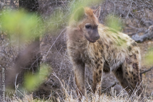 Hayena in Greater Kruger National Park, South Africa photo