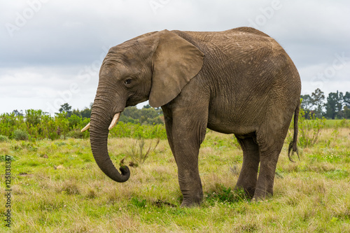 Knysna Elephant Sanctuary  South Africa