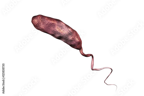 Slika na platnu Vibrio cholerae bacterium isolated on white background, 3D illustration