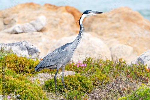 Endangered blue crane at the coast of Hermanus photo