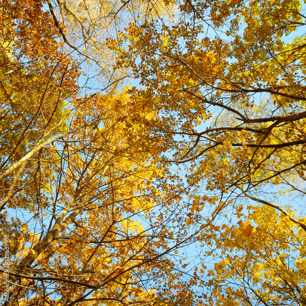 tree branches and yellow autumn leaves against the blue sky tree branches and yellow autumn leaves against the blue sky