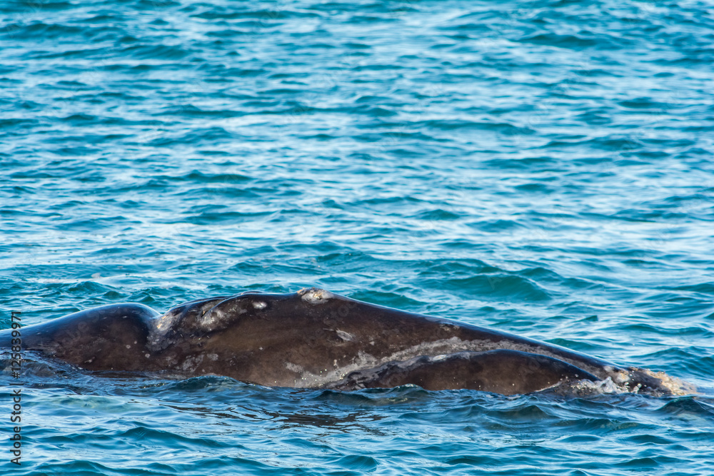 Naklejka premium Southern Right Whale in Hermanus South Africa